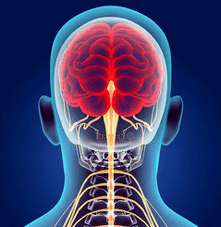 Darstellung der Nervenkanäle der Halswirbelsäule